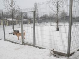 Dobra passa opolskiego schroniska dla zwierząt