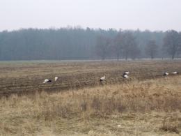 Pierwsze bociany przyleciały na Opolszczyznę