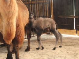 W opolskim zoo urodził się wielbłąd. Wybierz mu imię!