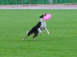Zawody frisbee: psy mają zabawę, a zawodnicy biją rekordy