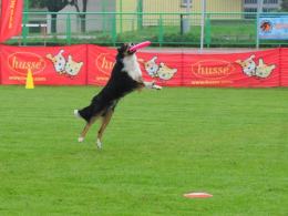 Zawody frisbee: psy mają zabawę, a zawodnicy biją rekordy