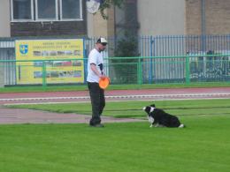 Zawody frisbee: psy mają zabawę, a zawodnicy biją rekordy
