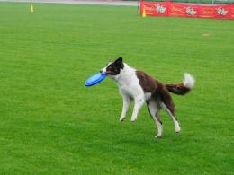 Zawody frisbee: psy mają zabawę, a zawodnicy biją rekordy