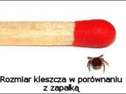 Uważajmy na kleszcze - w tym roku może być ich więcej niż zazwyczaj