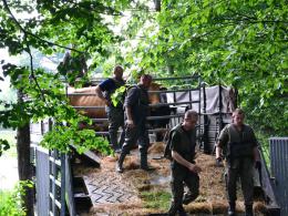 Żołnierze ewakuowali bydło z zalanego pastwiska