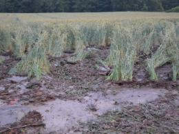 Nawałnica w rejonie Góry Św. Anny. W Żyrowej zeszła lawina błotna.