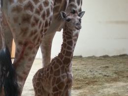 W opolskim zoo urodziła się żyrafa