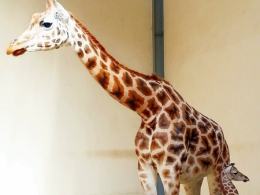 W opolskim zoo urodziła się żyrafa