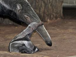 Opolskie ZOO świętuje 60 - lecie