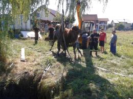Dzięki pomocy strażaków zwierzę wróciło na wybieg.