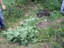 Plantacja konopi pod gołym niebem zlikwidowana
