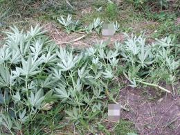 Plantacja konopi pod gołym niebem zlikwidowana