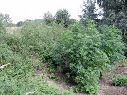 Plantacja konopi pod gołym niebem zlikwidowana