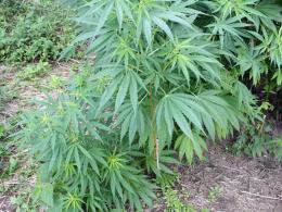 Plantacja konopi pod gołym niebem zlikwidowana