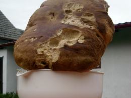 Rekordowe grzybobrania w opolskich lasach