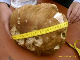 Rekordowe grzybobrania w opolskich lasach