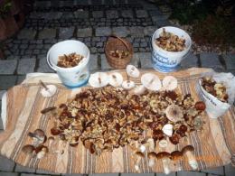 Rekordowe grzybobrania w opolskich lasach