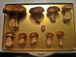 Rekordowe grzybobrania w opolskich lasach