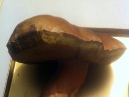 Rekordowe grzybobrania w opolskich lasach