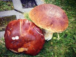 Rekordowe grzybobrania w opolskich lasach