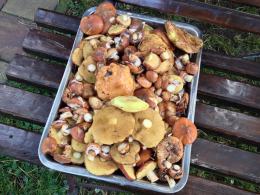 Rekordowe grzybobrania w opolskich lasach