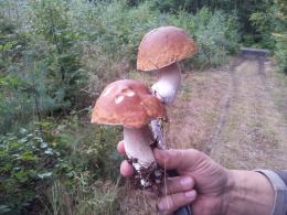 Rekordowe grzybobrania w opolskich lasach