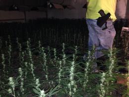 Prawie 2 tysiące krzaków konopi rosło na plantacji pod Grodkowem