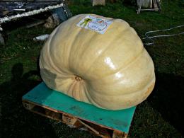 Największa dynia w Polsce - Margot waży 431 kilogramów.