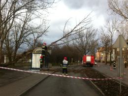 Wiatr powalił drzewo na przystanek autobusowy przy ul. Luboszyckiej.