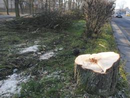 Opole płaciło za ochronę kasztanowców, teraz je wycina