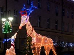 Renifery na opolskim Rynku.
