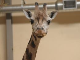 Ósma żyrafa urodziła się w opolskim zoo