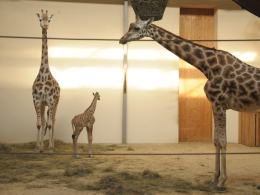 Ósma żyrafa urodziła się w opolskim zoo