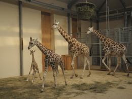 Ósma żyrafa urodziła się w opolskim zoo