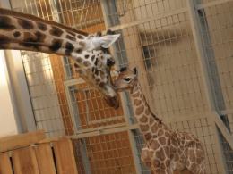 Ósma żyrafa urodziła się w opolskim zoo