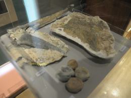 Muzeum Uniwersytetu Opolskiego otwarte