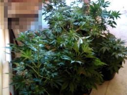 22-latek miał w domu plantację konopi indyjskich