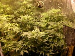 22-latek miał w domu plantację konopi indyjskich