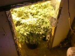 22-latek miał w domu plantację konopi indyjskich