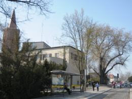 Drzewa przy urzędzie wojewódzkim do wycinki