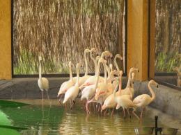 Flamingi po 30 latach wróciły do opolskiego ZOO