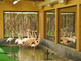 Flamingi po 30 latach wróciły do opolskiego ZOO