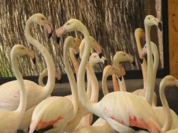 Flamingi po 30 latach wróciły do opolskiego ZOO