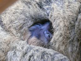 Na razie mały lemur nie opuszcza futra mamy.