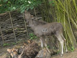 W opolskim ZOO zamieszkał łoś