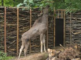 W opolskim ZOO zamieszkał łoś