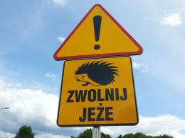 Uwaga na jeże na drodze. Nowy znak w Opolu.