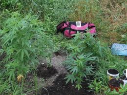 Ponad 50 krzaków konopi rosło na plantacji w Opolu