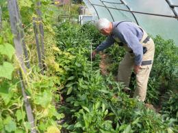 Dynie rekordzistki na działce Jana Styry