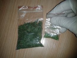 Policjanci odkryli w lesie plantację konopi indyjskich